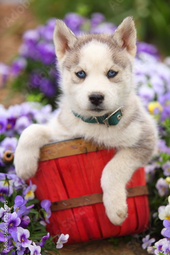 Fototapeta Naklejka Na Ścianę i Meble -  Siberian Husky Puppy in Basket