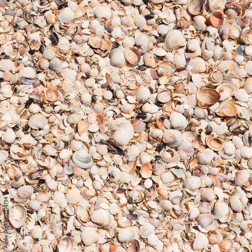Background from shells in the sand .