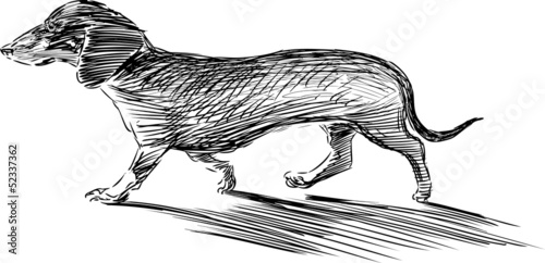 walking dachshund