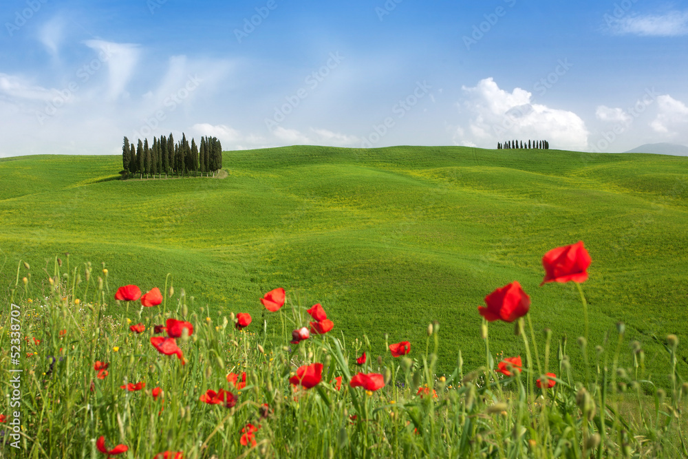 Famous tree group in Val D'Orcia