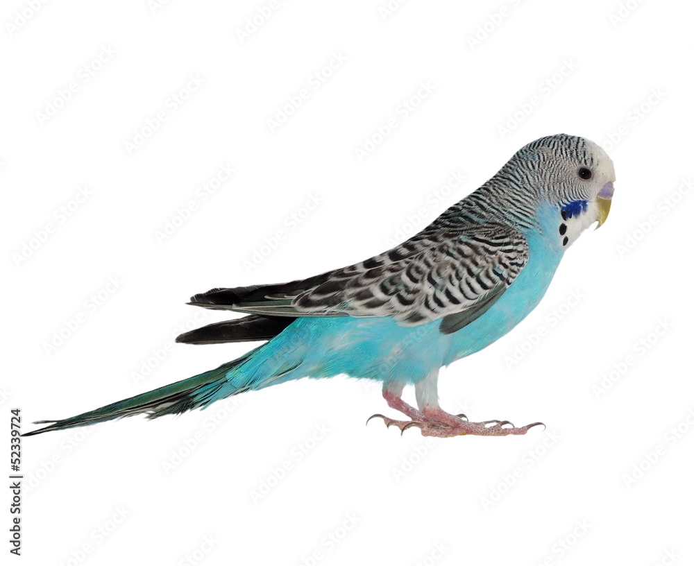 budgerigar isolated on white, (Melopsittacus undulatus) budgerigar isolated on white, (Melopsittacus undulatus)