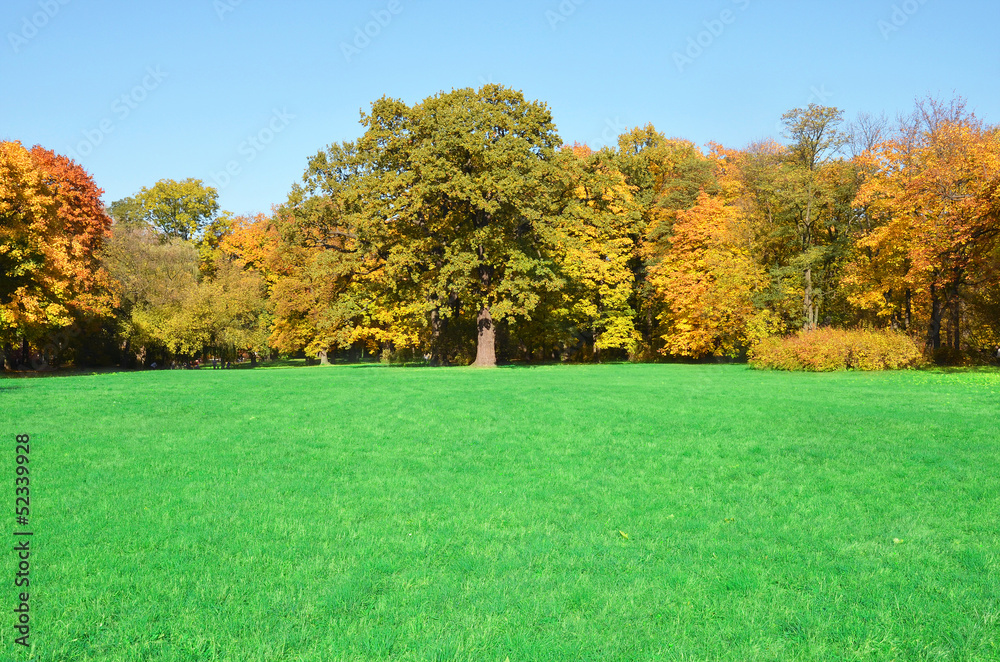 Field of grass - Autumn forest - obrazy, fototapety, plakaty 