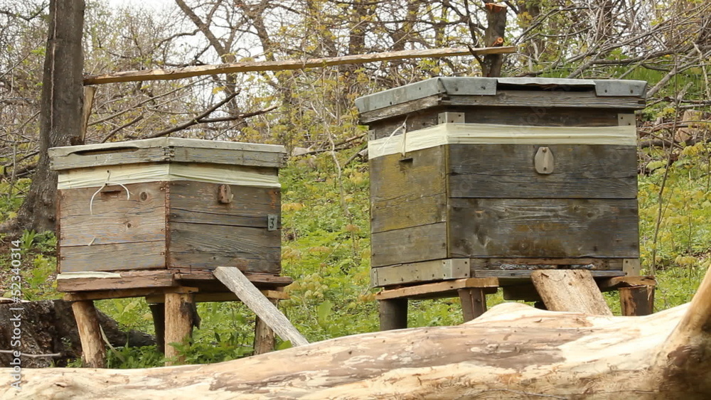 The apiary. Beehives The apiary. Beehives