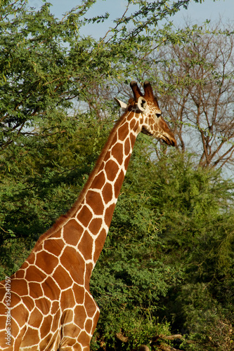 Giraffe standing tall