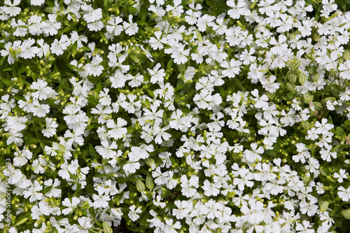 natural herbal background small white flowers