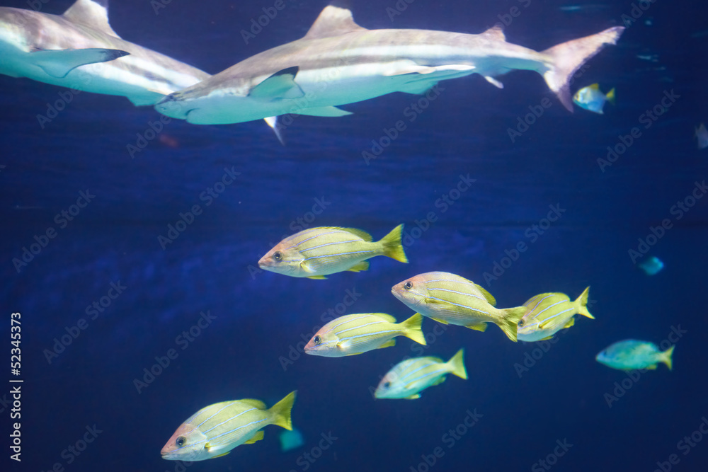 Obraz premium Caribbean reef shark