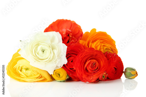 Ranunculus  persian buttercups   isolated on white