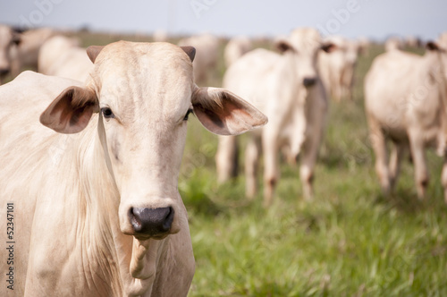 Cows and bulls on a farm in Mato Grosso © sedineinunes