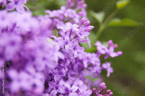 Lilac flower