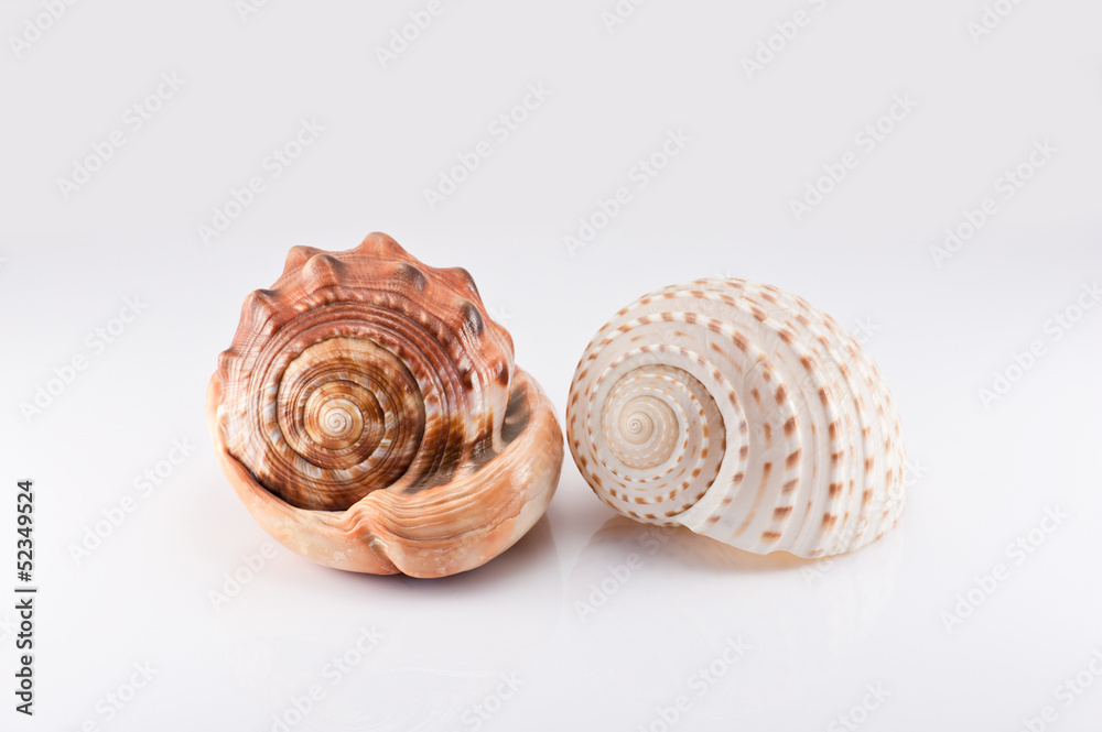 Two trumpet shells on the white background Two trumpet shells on the white background