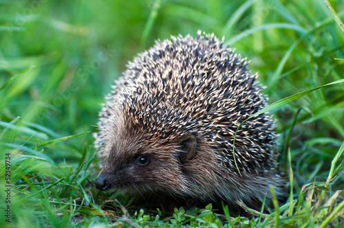 Hedgehog on nature in summer