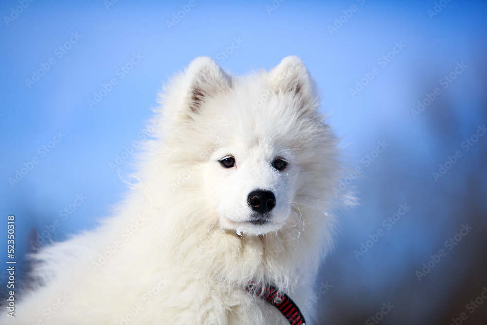 Samoyed puppy portrait Samoyed puppy portrait