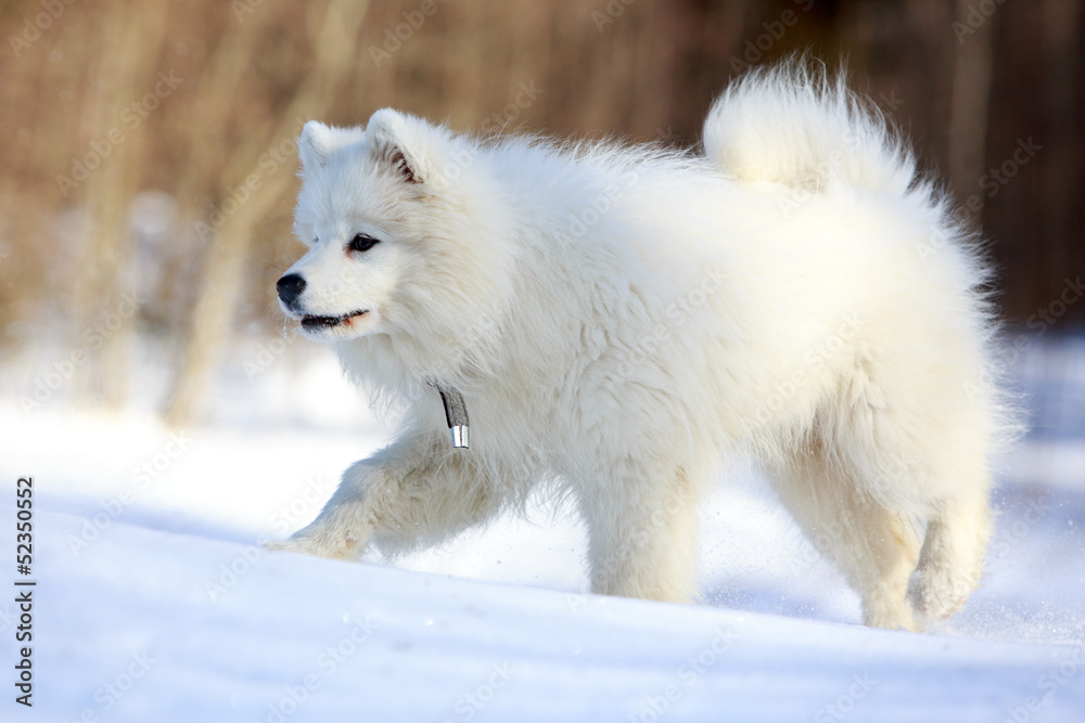 Samoyed puppy in winter