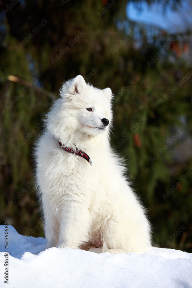 Samoyed puppy in winter Samoyed puppy in winter