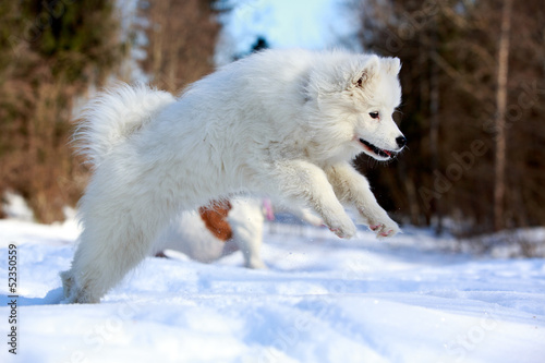 Samoyed puppy in winter © DragoNika