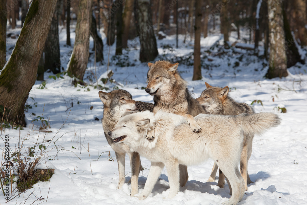 Naklejka premium timber wolf pack in winter forest