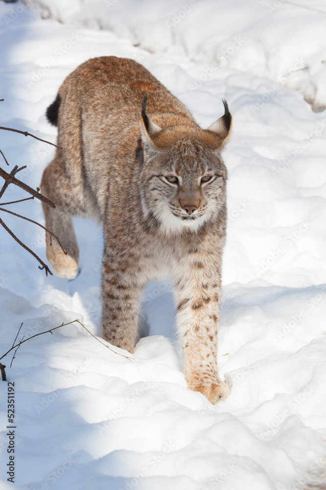 lynx in snow lynx in snow