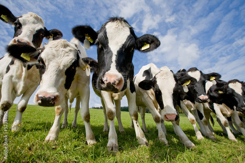 Obraz na plátně herd of curious cows