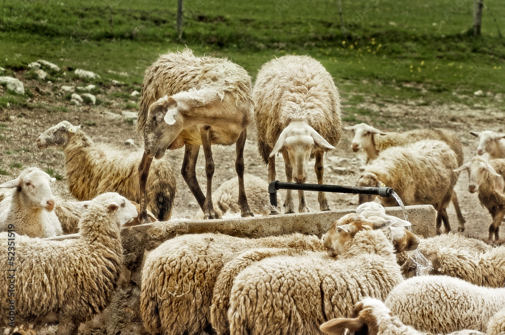Pecore alla fonte d'acqua - thirsty sheep Pecore alla fonte d'acqua - thirsty sheep