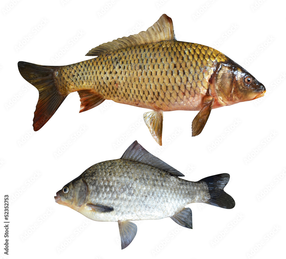 carp fish isolated on a white background carp fish isolated on a white background