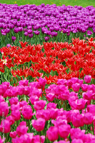 background with tulip fields in different colors