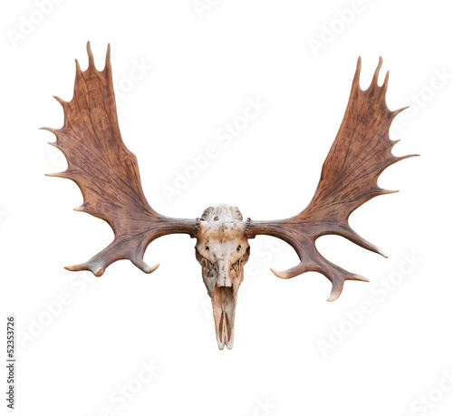Skull Moose © Singha songsak