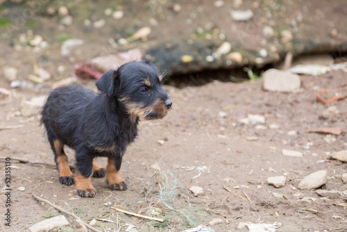Small dachshund closeup © F.C.G.