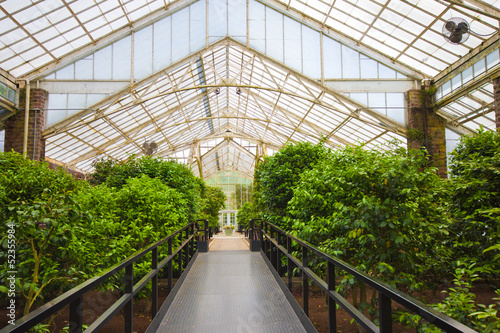 Bright greenhouse with foliage growing
