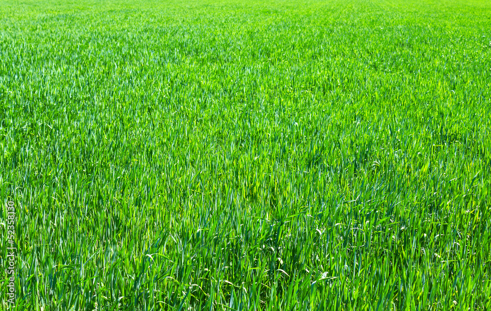Fototapeta premium Green grass background texture