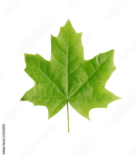 Green maple leaf isolated on white