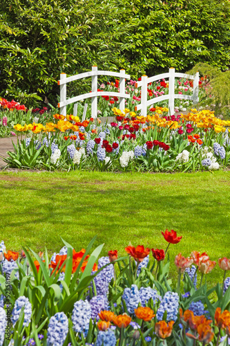 Fototapeta Naklejka Na Ścianę i Meble -  Flower garden with white bridge in spring. Keukenhof. Lisse. The