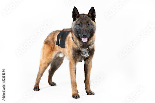 Belgian Shepherd Dog isolated on white