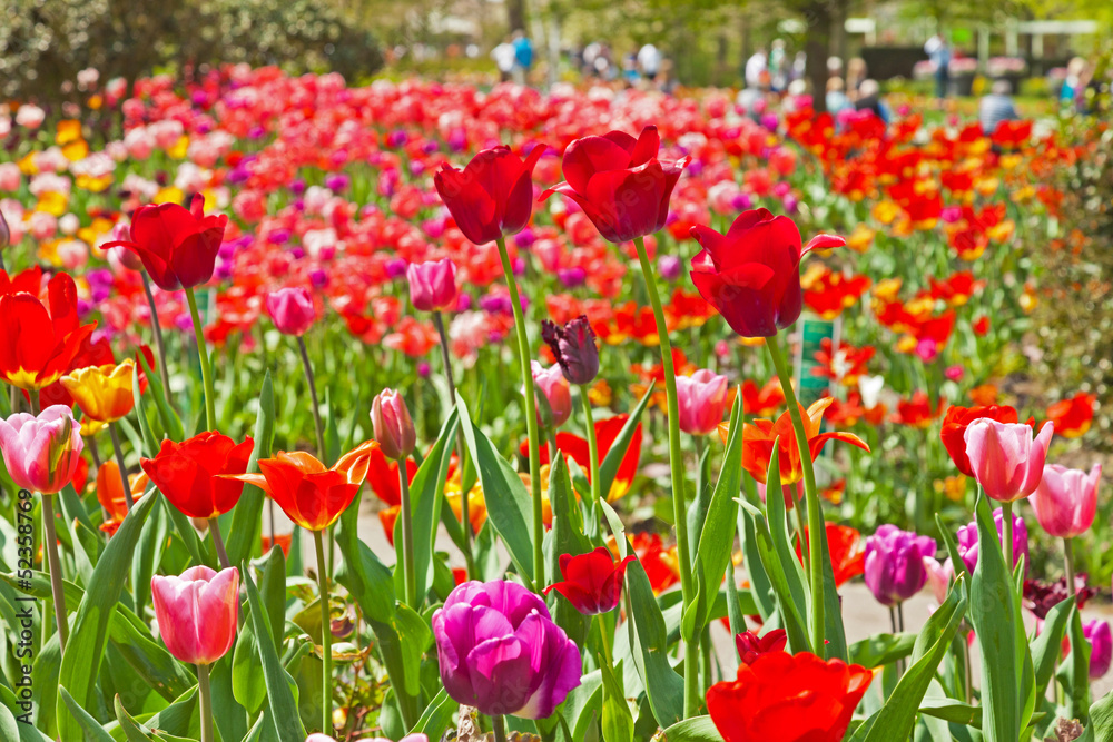 Fototapeta premium Colorful spring tulip garden with tourists in the background. Ke