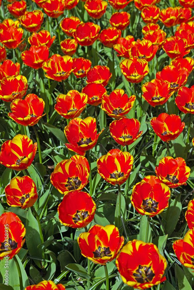 Red yellow tulips in spring. Top view. Keukenhof. Lisse.