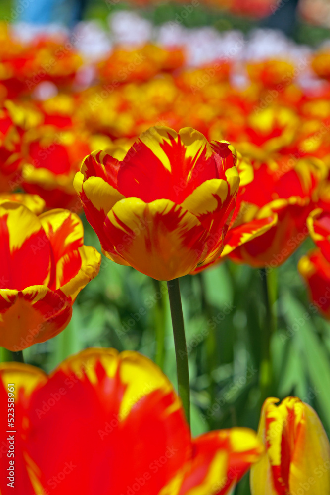 Close-up of red tulip in garden in spring. Keukenhof. Lisse. Close-up of red tulip in garden in spring. Keukenhof. Lisse.