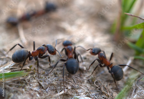 red ants © Perytskyy