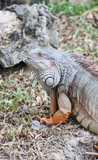 iguana reptile on the ground