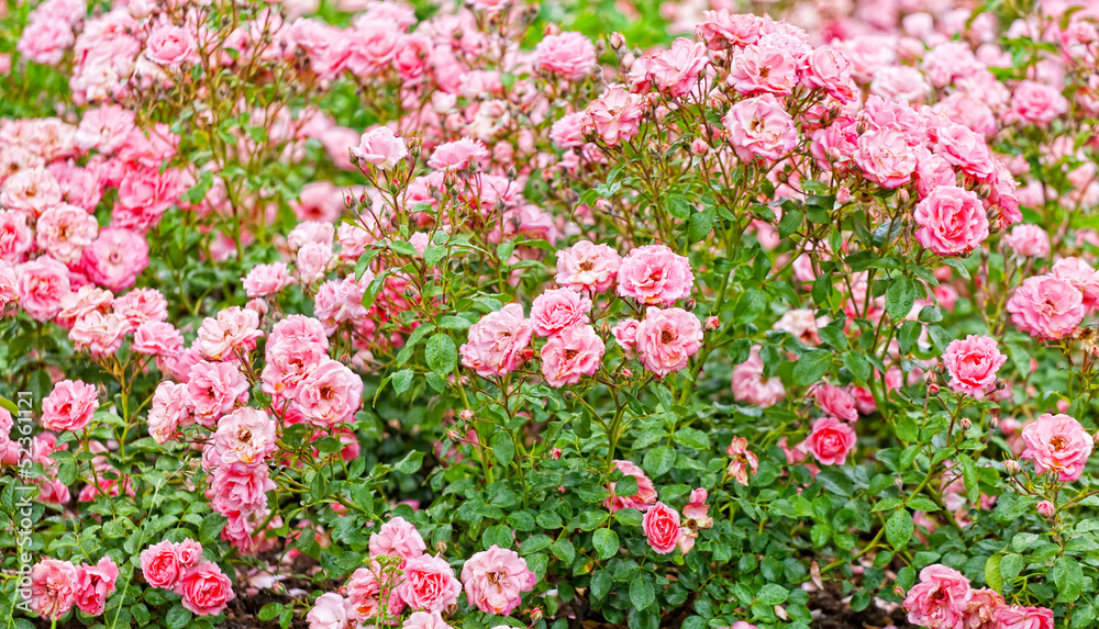 Beautiful blossoming roses in a rosary of park of Shonburn Beautiful blossoming roses in a rosary of park of Shonburn