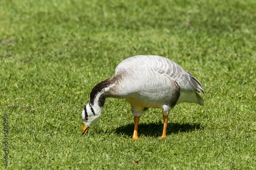 фотографія Streifengans (Anser indicus)