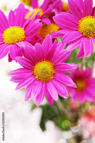 pink flowers