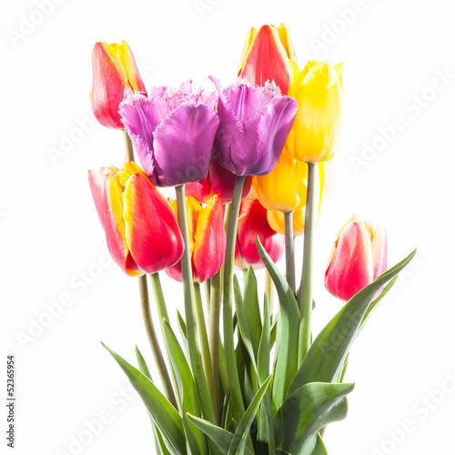 Tulips