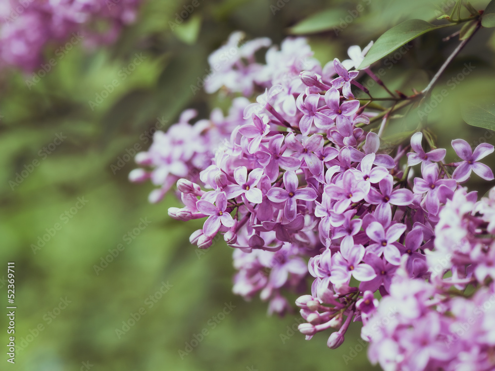 Spring Lilac Spring Lilac