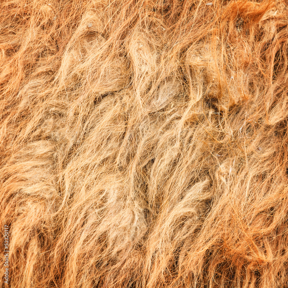 Fototapeta premium camel wool