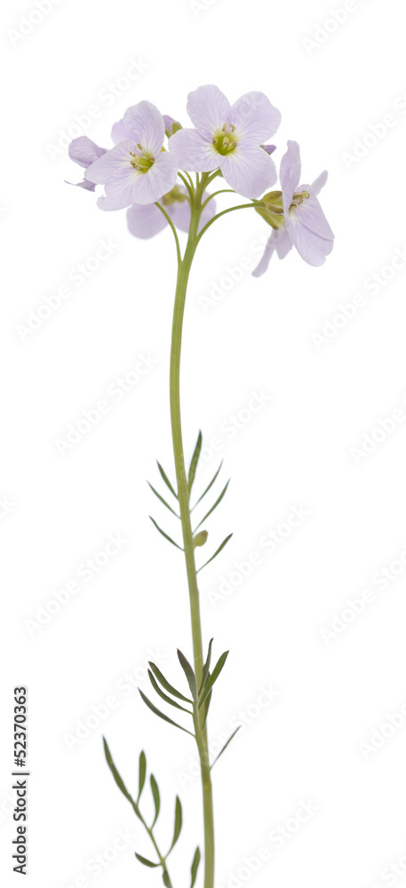 Cardamine pratensis Cardamine pratensis