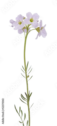 Cardamine pratensis