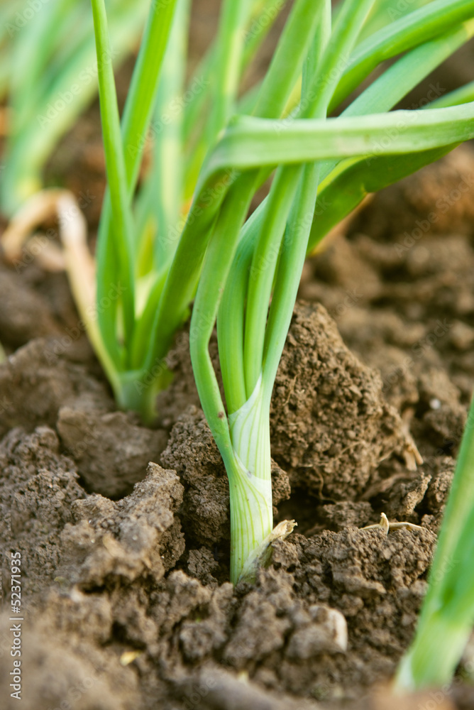 Spring onion in garden Spring onion in garden