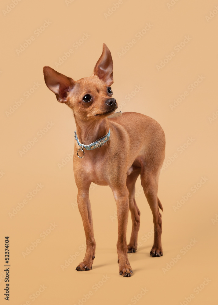 Russian toy terrier puppy on light brown background