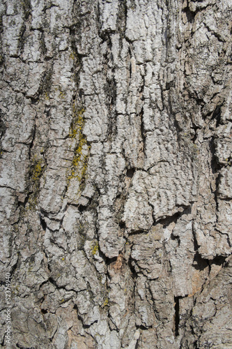 Old oak bark background