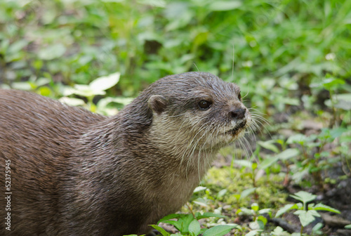 Foto Lontra nana - Aonyx cinerea