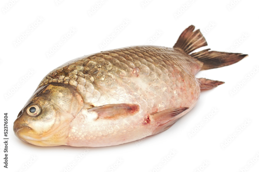 Crucian carp isolated on white background Crucian carp isolated on white background